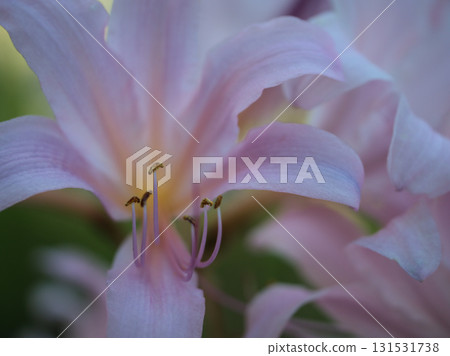 Light pink summer daffodils blooming in September Light pink summer daffodils blooming in September 131531738