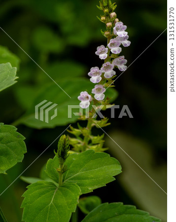 路邊盛開的山茱萸花 131531770