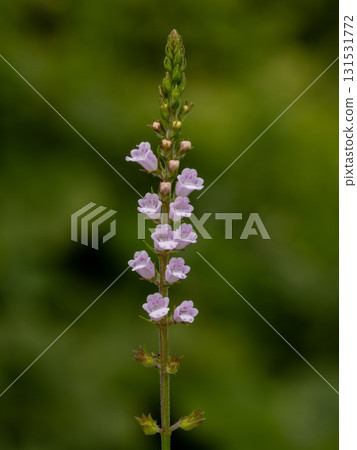 路邊盛開的山茱萸花 131531772