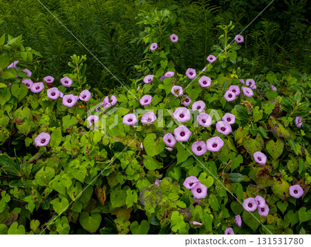 Imonenohoshiagao flowers blooming among the grass on the roadside 131531780
