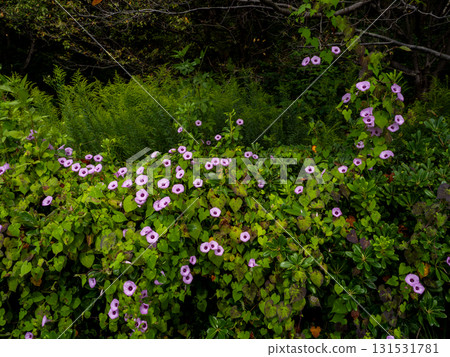 Imonenohoshiagao flowers blooming among the grass on the roadside 131531781