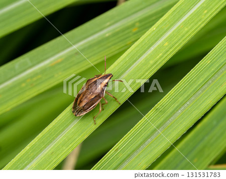 Quail Bugs on Grass of Grass Plants 131531783