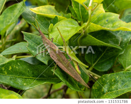 Mated grasshoppers on a leaf Mated grasshoppers on a leaf 131531786