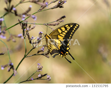 A swallowtail butterfly resting on a wildflower A swallowtail butterfly resting on a wildflower 131531795
