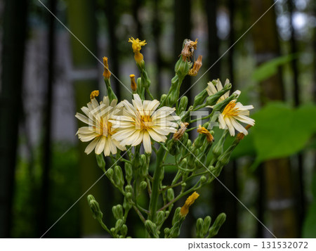Aquinonogi flowers 131532072