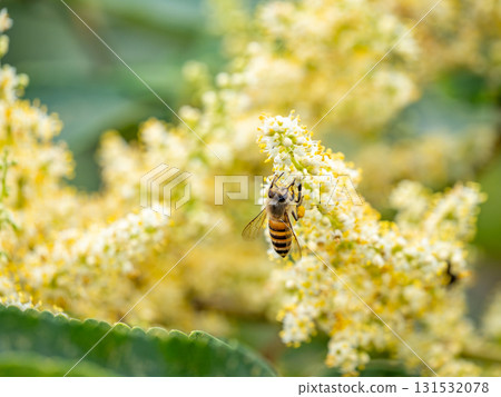 Japanese honeybees gathering on the flower of Nurude 131532078
