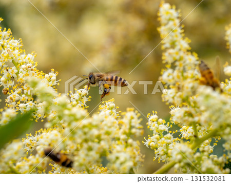 日本蜜蜂聚集在努魯德的花上 131532081