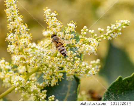 日本蜜蜂聚集在努魯德的花上 131532084