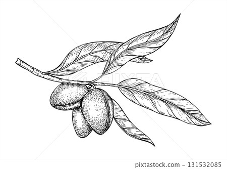 Almond branch with ripe pods and leaves vector isolated illustration. Hand drawn monochrome plants with edible healthy nuts vintage engraving. For organic food packaging, greeting cards 131532085
