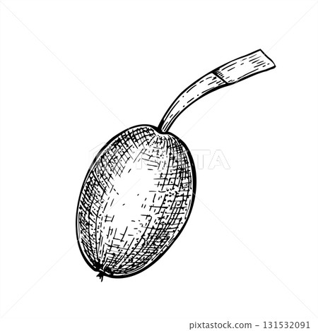 Unripe walnut in its soft husk monochrome black and white vector illustration. Ripening elongated fruit on stem etching drawing. Oval berry element for botanical guides, food labels, packaging Unripe walnut in its soft husk monochrome black and white vector illustration. Ripening elongated fruit on stem etching drawing. Oval berry element for botanical guides, food labels, packaging 131532091