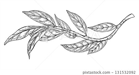 Monochrome curved branch with leaves vector illustration painted by black inks. Etching drawing of plum, peach, walnut or almond tree twig. For invitation, greeting card design, herbal product label 131532092