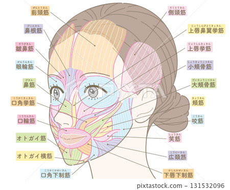 從某個角度看到的臉部肌肉（帶有彩色名稱） 131532096