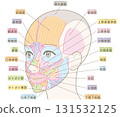 從斜角度看到的臉部肌肉（無髮型/有顏色和名稱） 131532125