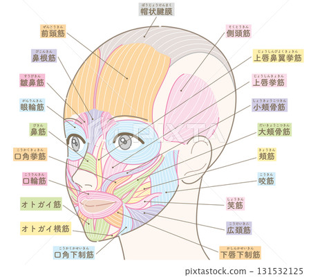 Facial muscles seen from an oblique angle (no hairstyle/colored and named) 131532125