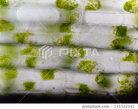 chloroplasts in cells chloroplasts in cells 131532141