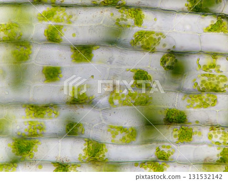 Plant cells with exposed cell membranes Plant cells with exposed cell membranes 131532142