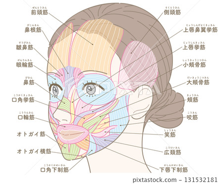 Facial muscles seen from an angle (with names) Facial muscles seen from an angle (with names) 131532181