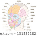從斜角度看的臉部肌肉（無髮型/有名字） 131532182
