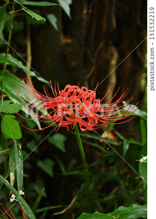 群集孤挺花 131532219