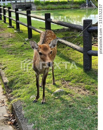 奈良鹿 奈良鹿 131532237
