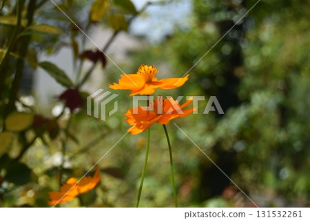 兩朵黃色的波斯菊花 兩朵黃色的波斯菊花 131532261