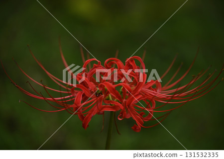 Cluster amaryllis Cluster amaryllis 131532335