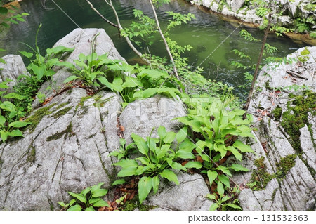 Natural hosta growing on the rocks of Okutsu Valley 131532363