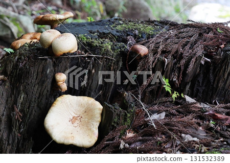 水邊腐爛樹樁上生長的蘑菇 131532389