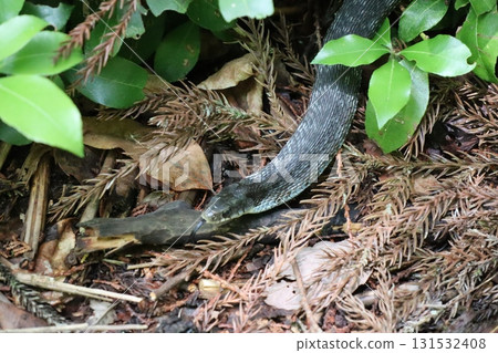 A black snake in the grass 131532408