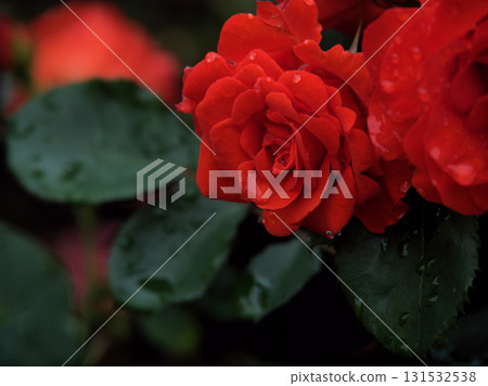 一朵美麗的紅玫瑰,名叫“Chin Chin”,在六月的雨中綻放 一朵美麗的紅玫瑰,名叫“Chin Chin”,在六月的雨中綻放 131532538