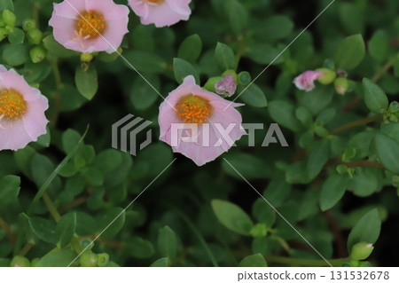 Light pink portulaca flowers blooming in an autumn garden Light pink portulaca flowers blooming in an autumn garden 131532678