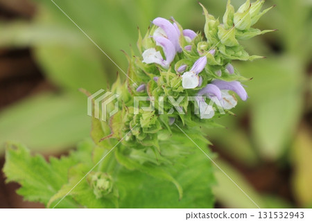 夏枯草,淡紫色和白色的花朵 夏枯草,淡紫色和白色的花朵 131532943