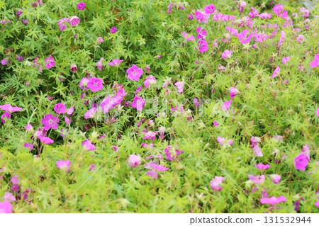 Reddish purple flowered geranium Reddish purple flowered geranium 131532944