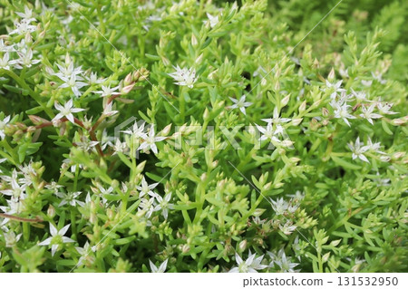 Sedum with white star-shaped flowers Sedum with white star-shaped flowers 131532950