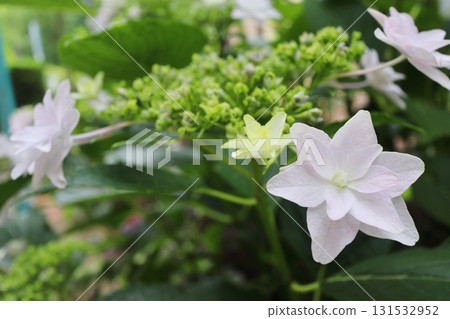 淡粉紅色繡球花 隅田煙火 131532952