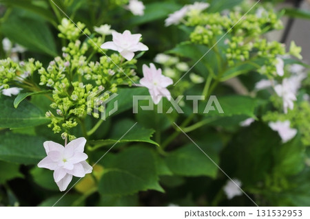 淡粉紅色繡球花 隅田煙火 131532953