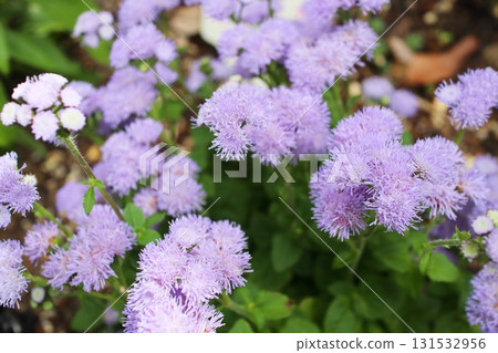 A vegetative ageratum that blooms pale purple flowers 131532956