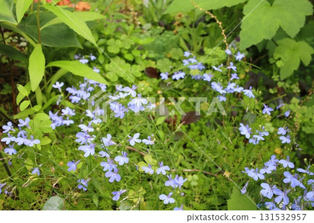 Azzurro Compact, which blooms small blue flowers 131532957