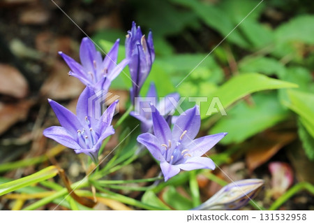 Blue-flowered Brodia Rudy 131532958