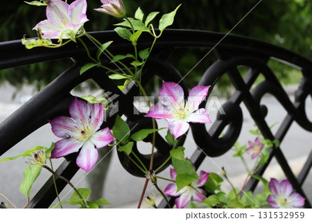 Pink clematis flowers pernille on a white background entangled in a fence 131532959