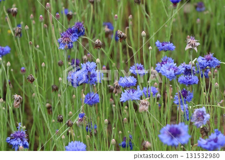 Deep blue blooming cornflower 131532980