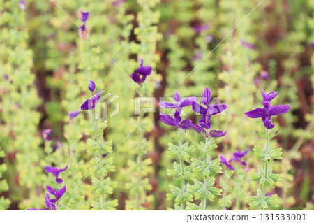 彩繪鼠尾草的紫色花朵 彩繪鼠尾草的紫色花朵 131533001