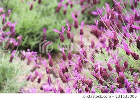 Purple-flowered lavender, Stoechas Purple-flowered lavender, Stoechas 131533006