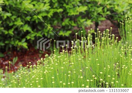 Yellow flower field of Green Santolina Yellow flower field of Green Santolina 131533007
