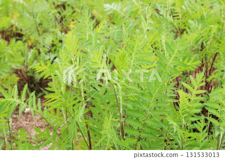 艾菊葉有裂片 艾菊葉有裂片 131533013