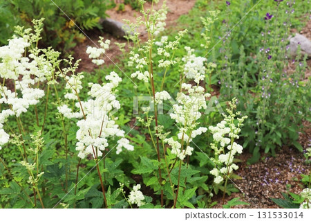 白色重瓣繡線菊 白色重瓣繡線菊 131533014