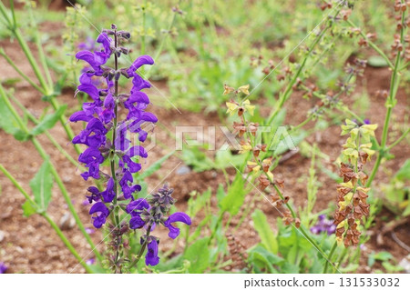 紫花鼠尾草 紫花鼠尾草 131533032