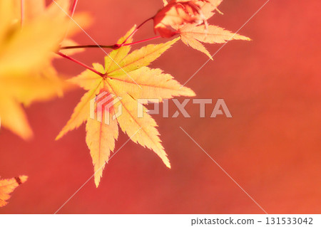 Close-up of yellow maple leaves against a red background Close-up of yellow maple leaves against a red background 131533042