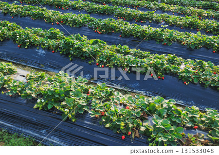 Strawberry fruits in growth in garden Strawberry fruits in growth in garden 131533048