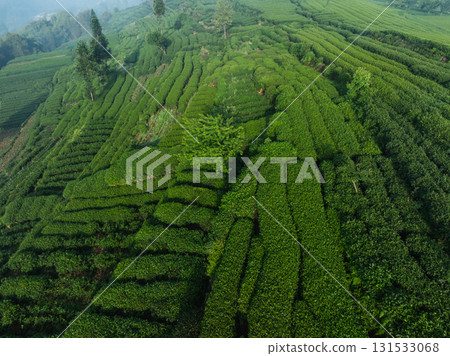Aerial view of beautiful tea terrace landscape in China Aerial view of beautiful tea terrace landscape in China 131533068